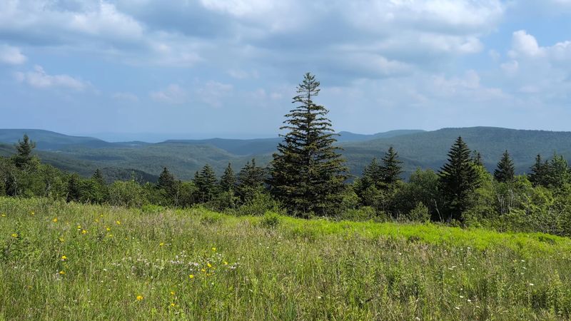 Birdwatching Opportunities In The Area
