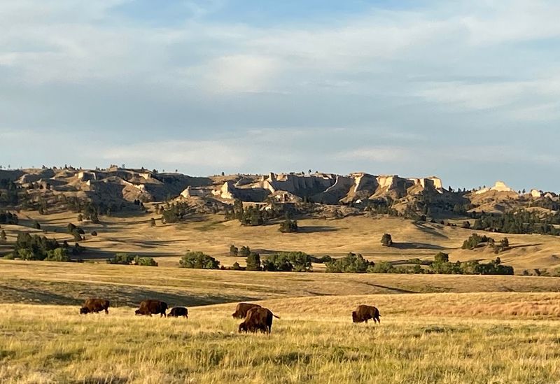 Buffalo Roam Where Soldiers Once Marched