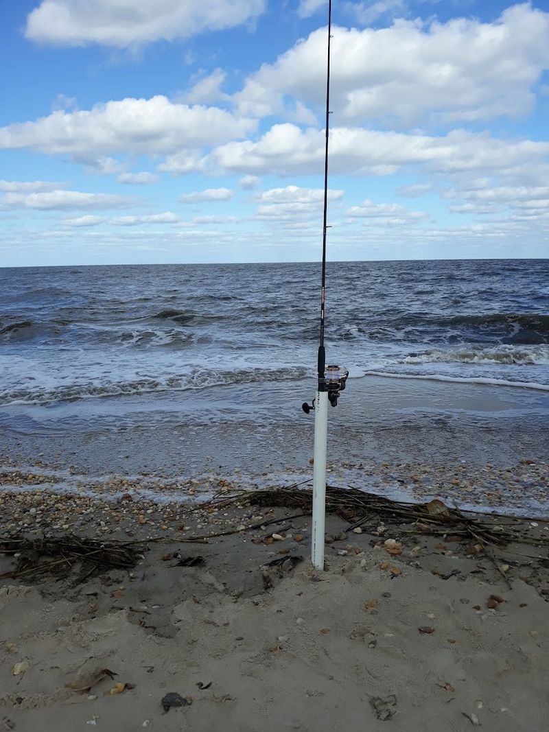 The Role Of Sandy Beaches In Supporting Wildlife Reproduction