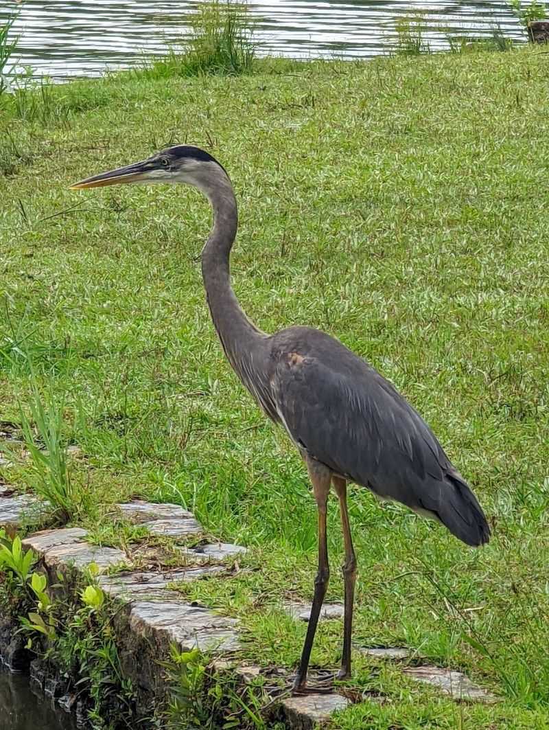 Wildlife Around Every Corner