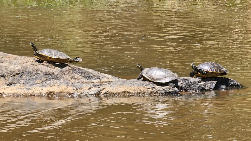 Wildlife That Will Stop You Mid-Stride