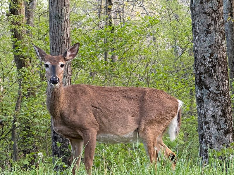 Wildlife Right Outside Your Window