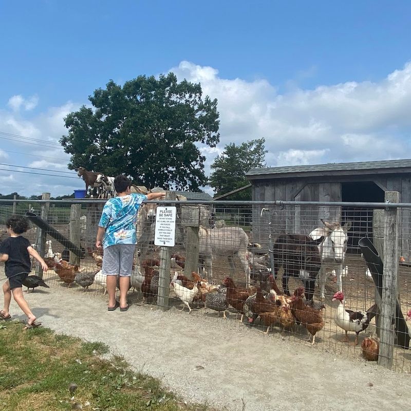 The Petting Zoo That Kids Absolutely Love