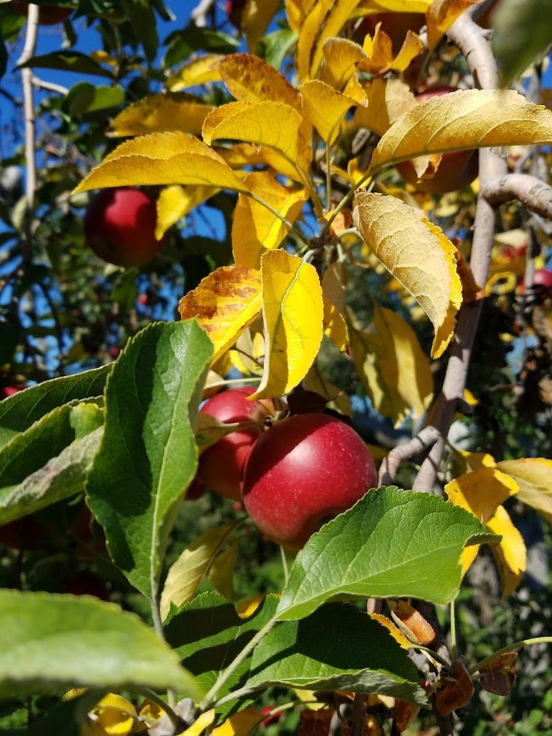 Apple Picking The Way It Should Be Done