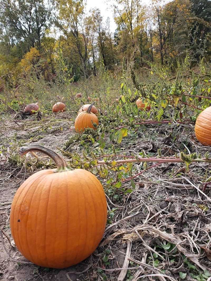 Pumpkin Picking Usually Begins Around Early October
