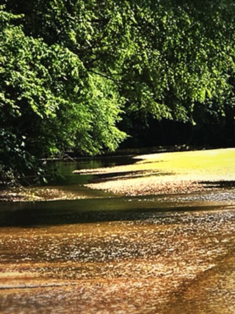 Creek Beds That Double As Fossil Goldmines