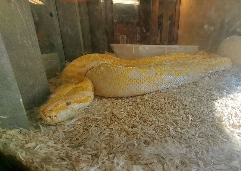 The Reptile Exhibit That Commands Respect