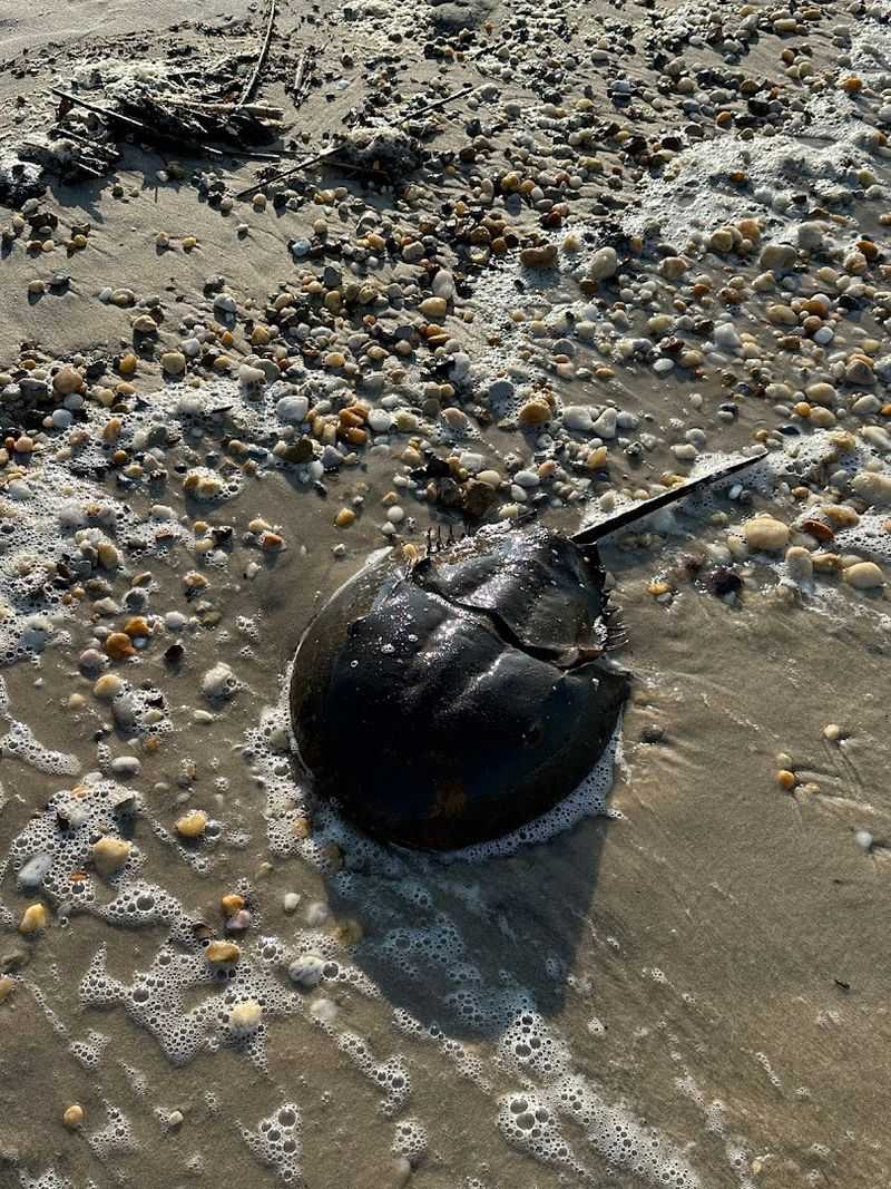 Ecological Importance Of The Bays Shore Habitat