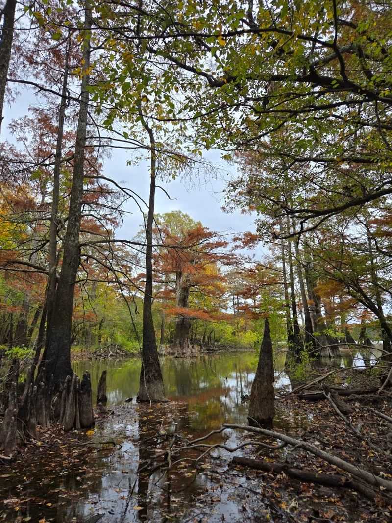 The Landscape That Floods On Purpose