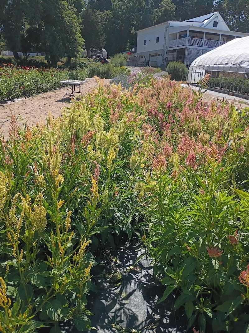 Tasting Opportunities That Showcase Local Ingredients