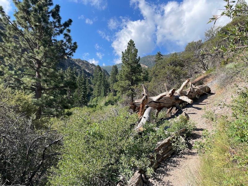 The Wildlife Sharing The Trail With You