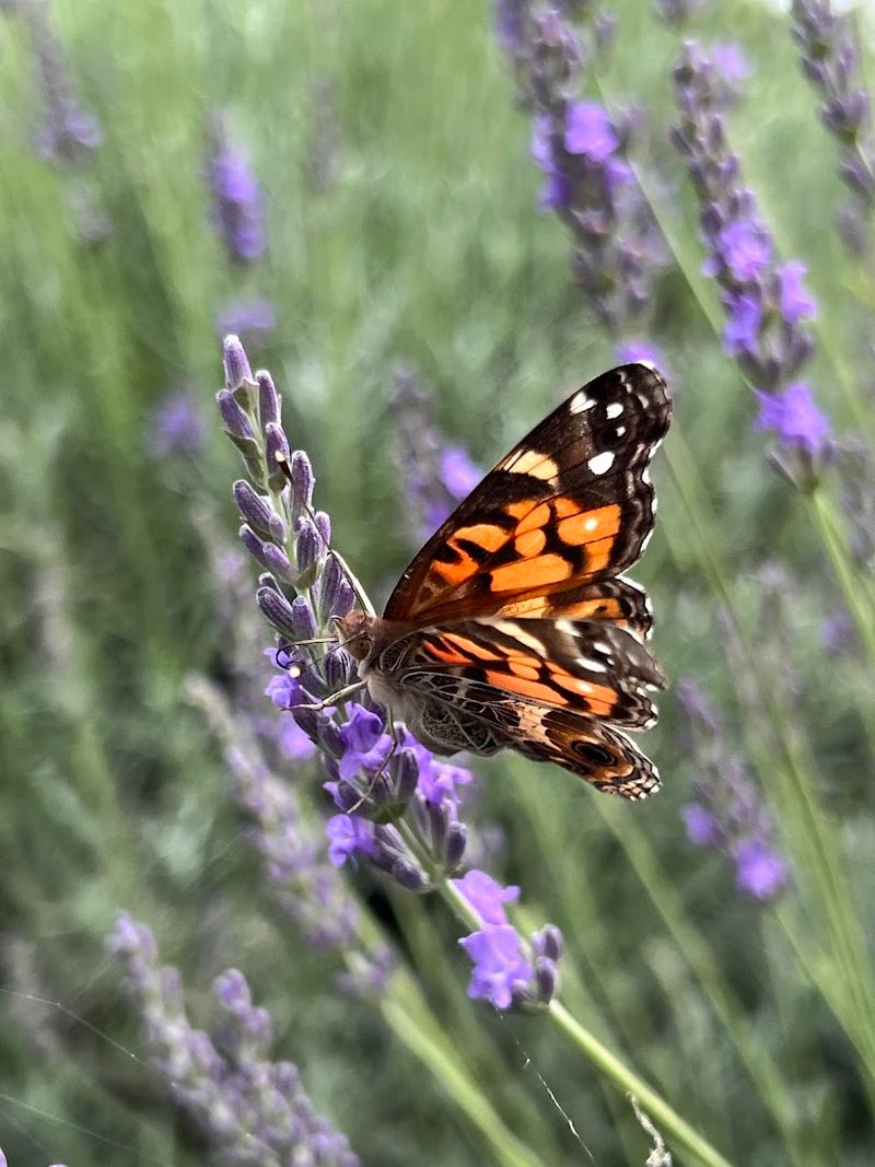 Photography Opportunities That Are Hard To Beat