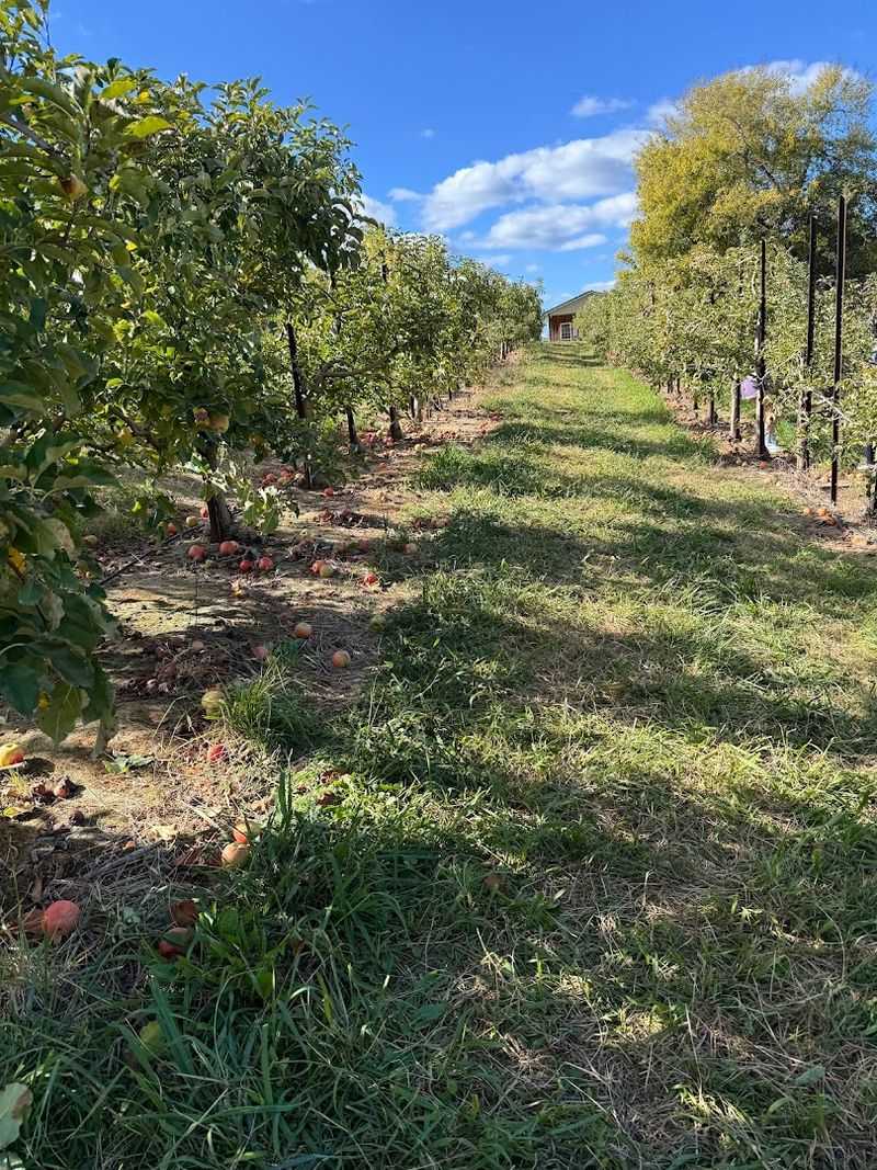 The Abundance Of Orchard Offerings