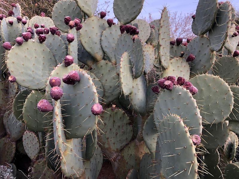 Visitors Can Walk Among Free-Flying Species From The Americas