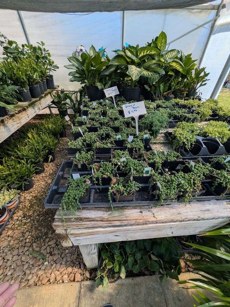 Blooms And Bushes Too Nursery