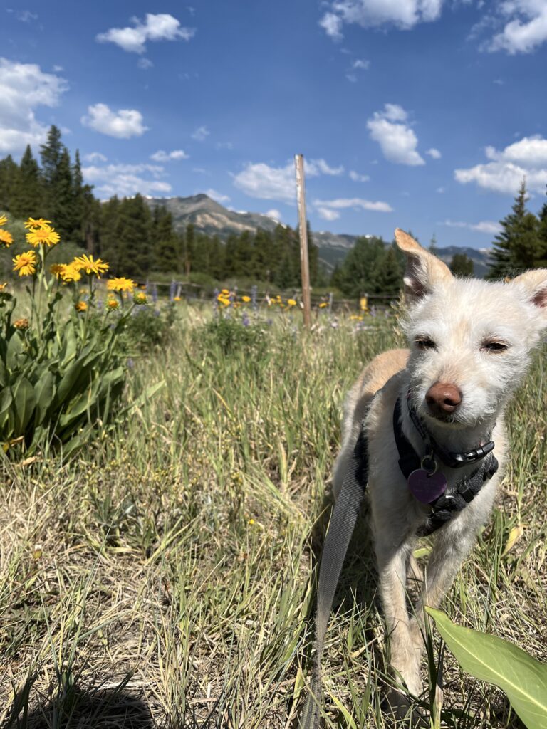 Our doggo Loni amongst the wildflowers in Breckenridge Colorado (Andy Yemma photo)