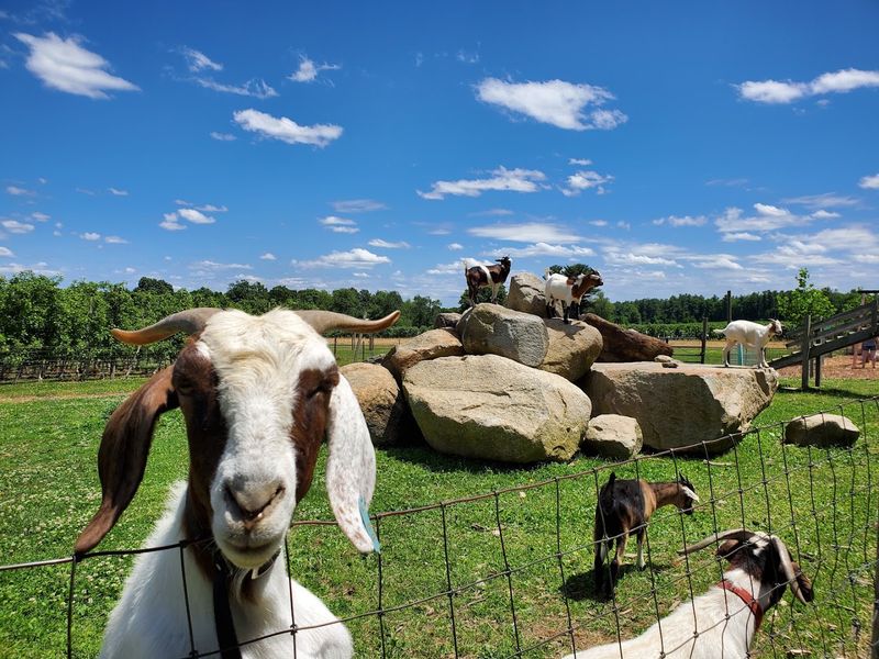 The Petting Zoo That Steals Hearts
