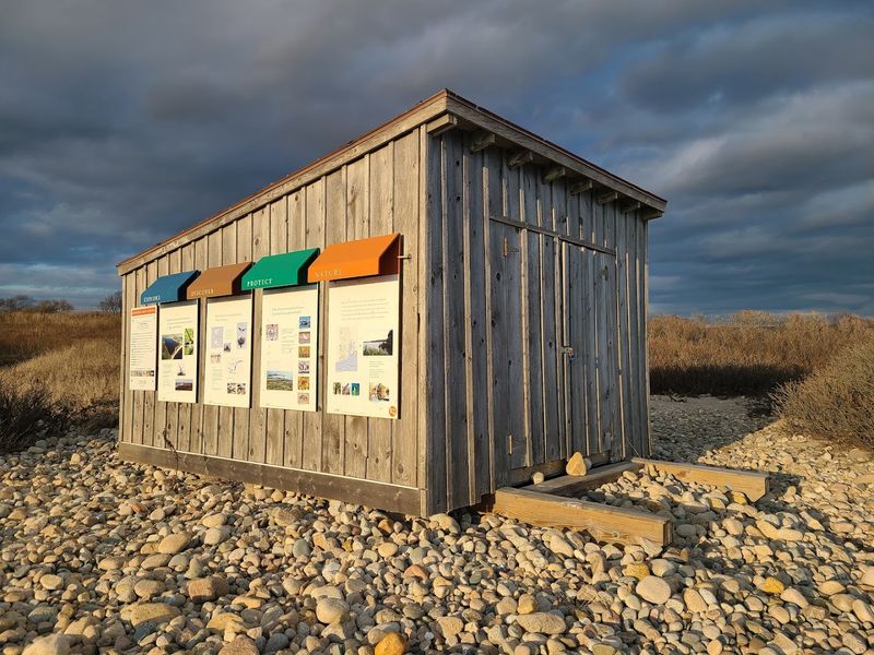 Conservation Efforts Preserving Shoreline Ecosystems