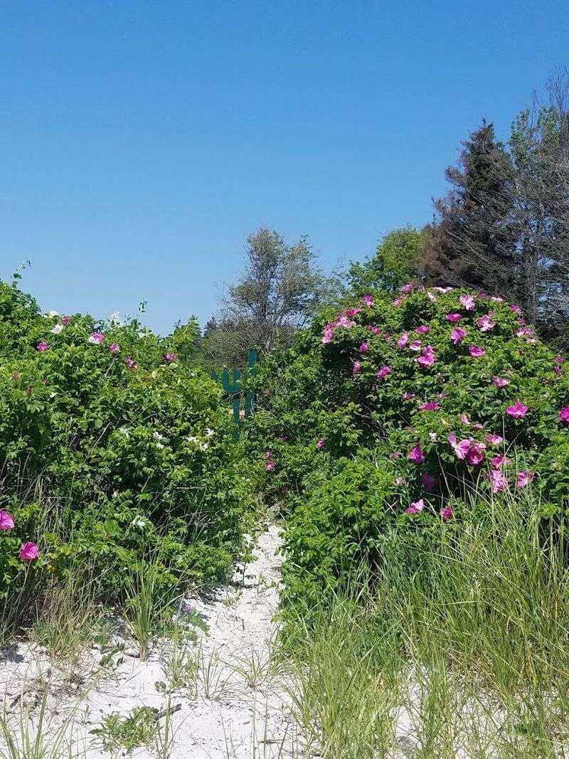 Environmental Efforts To Preserve The Cove