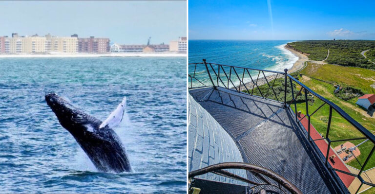 If You Love The Ocean, These 8 New York Whale Watching Spots Belong On Your Bucket List