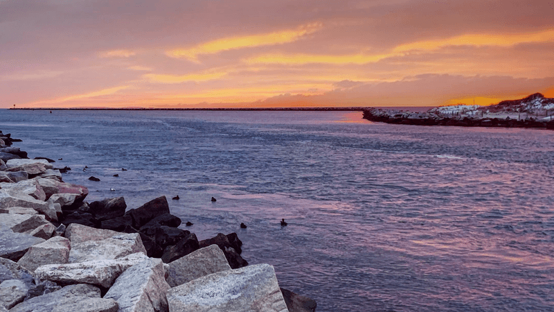 Rhode Island Coastal Flora And Fauna