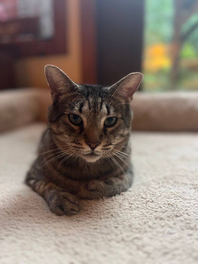 Older Sick And FIV Positive Cats Are Given The Same Chance