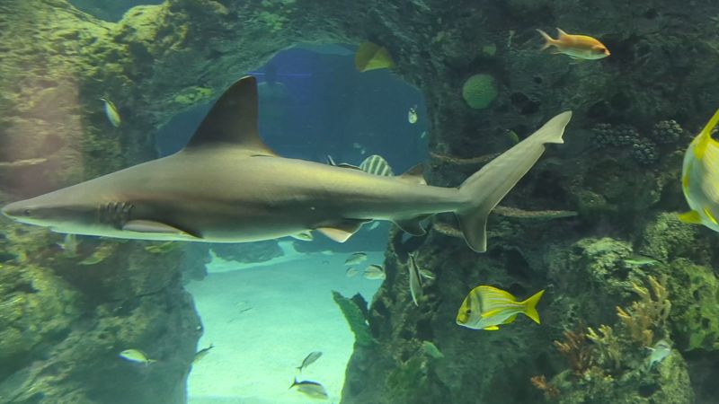 Conservation Efforts And Education At The Mississippi Aquarium