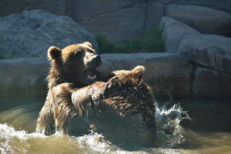 Wildwood Zoo