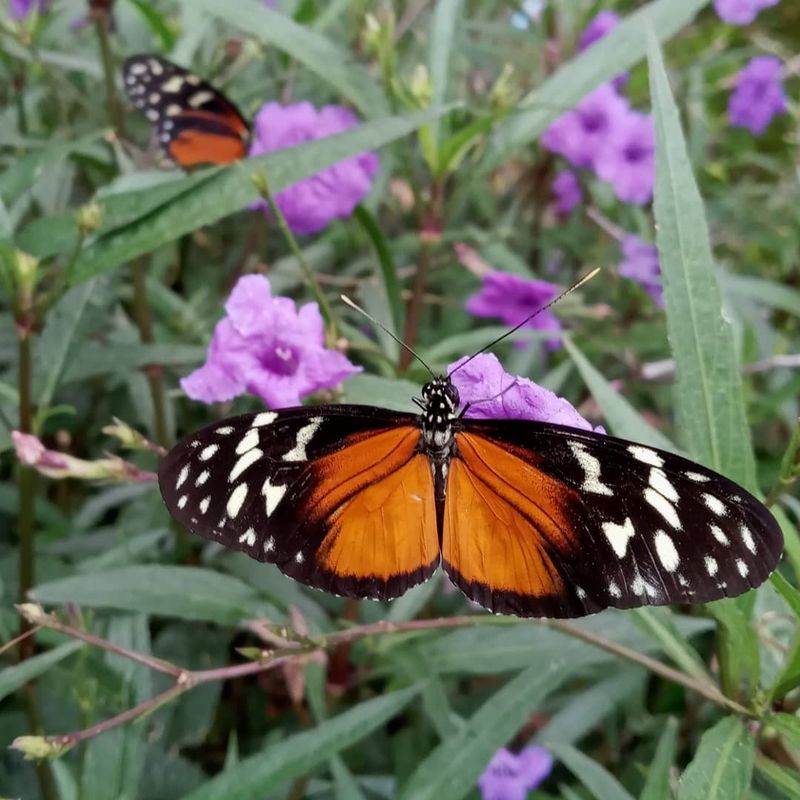 Weather Conditions Can Change The Habitat's Daily Availability