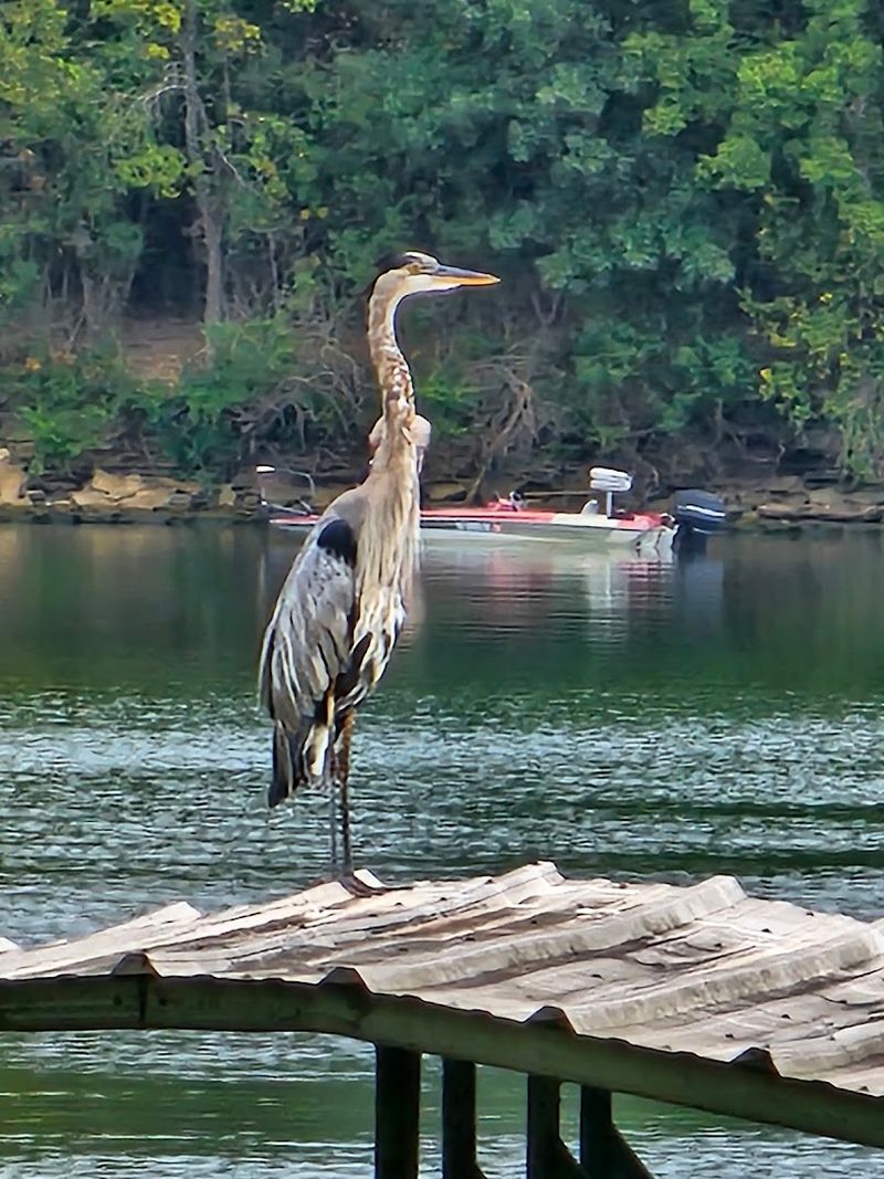 Old Hickory Lake