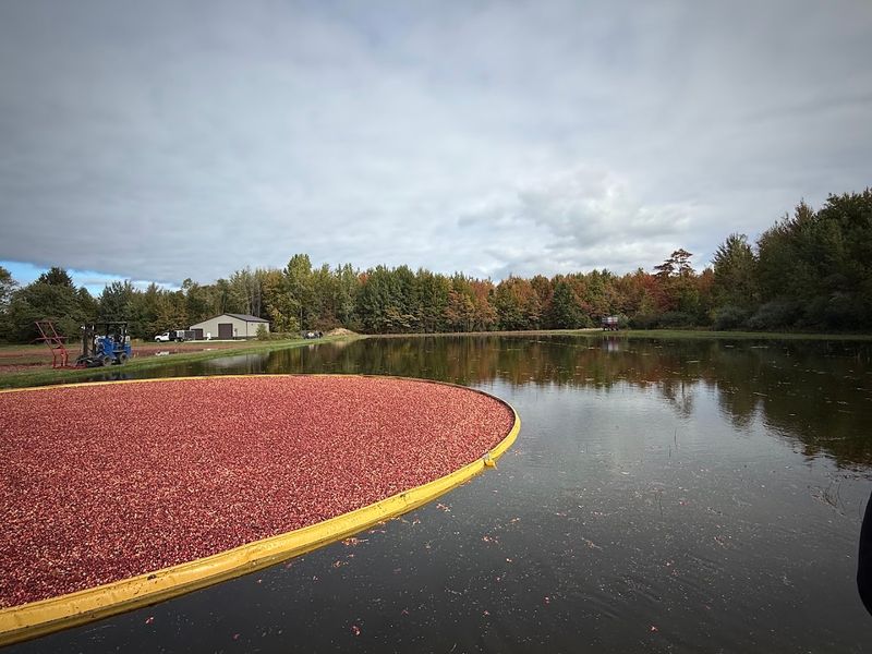Cranberry Season Gives The Farm A Colorful Fall Encore