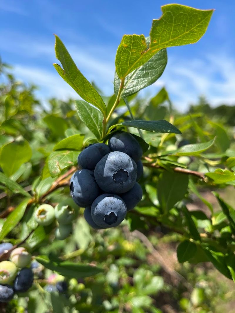 Thunderbird Berry Farm