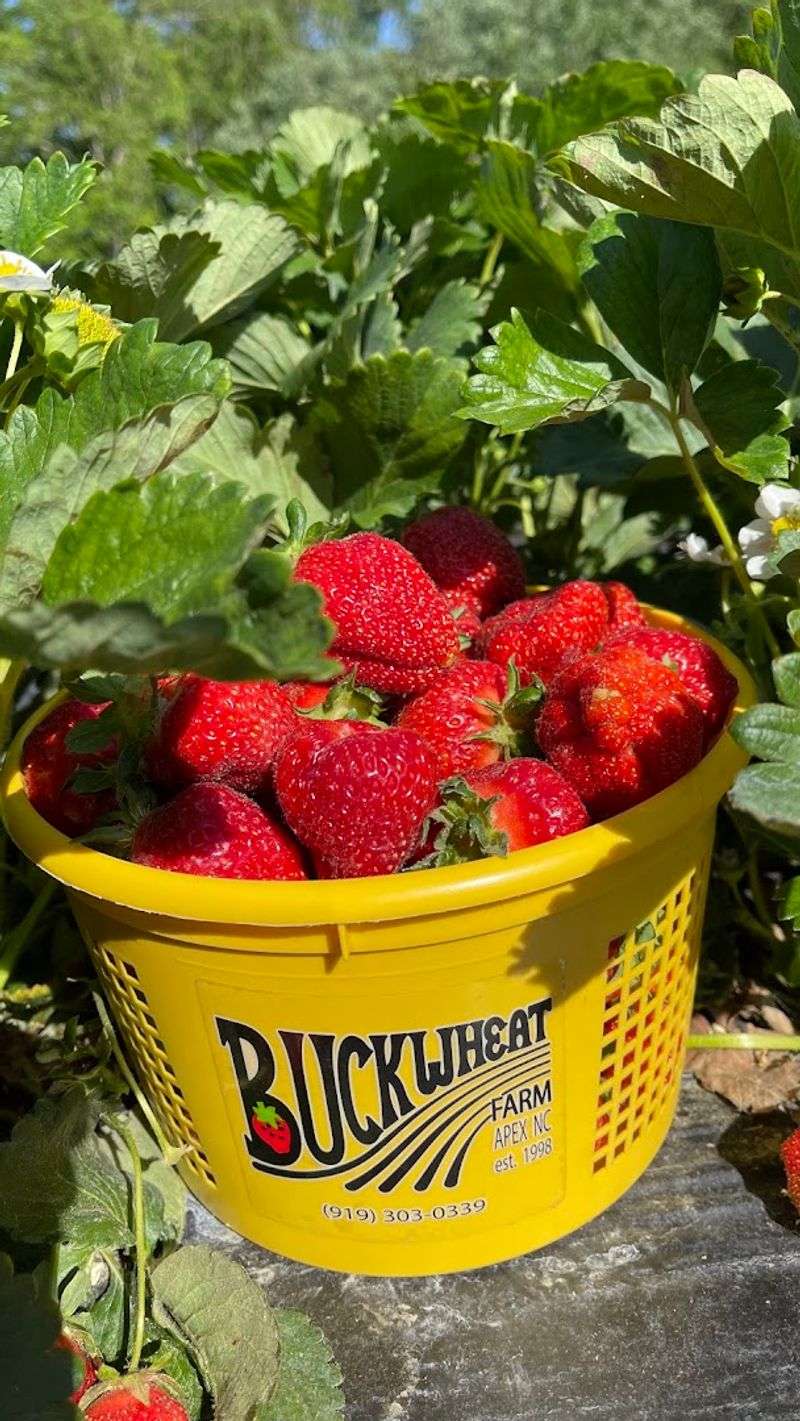 Buckwheat Farm, Apex, North Carolina