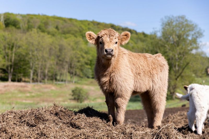 Elk Ravine Farm 