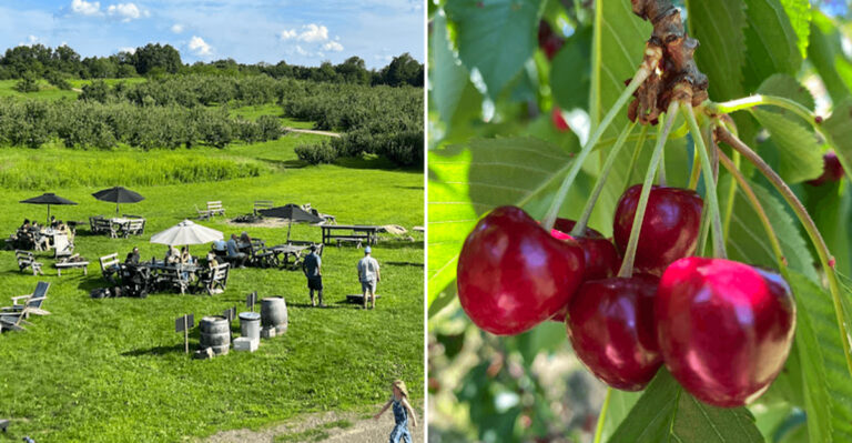 Just 2 Hours From NYC, This 1798 New York Orchard Lets You Pick Fresh Cherries Right From The Tree