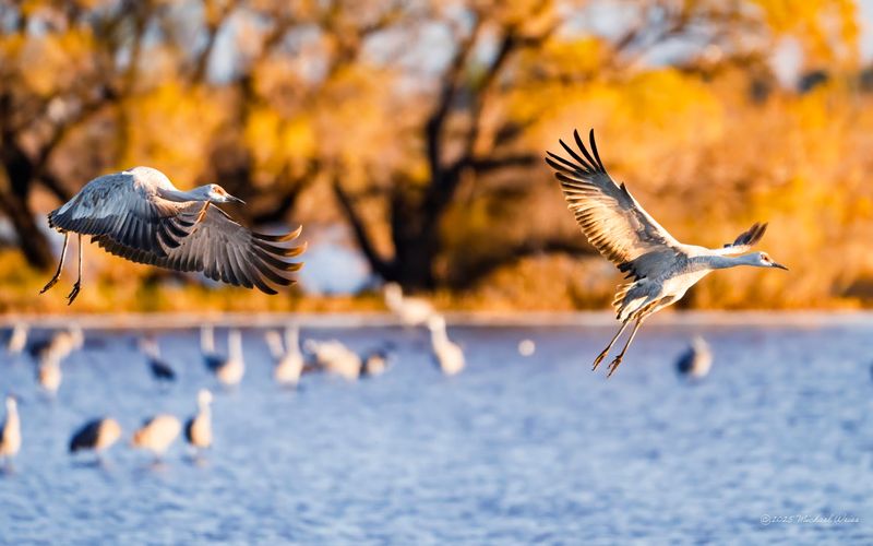 Whitewater Draw Wildlife Area