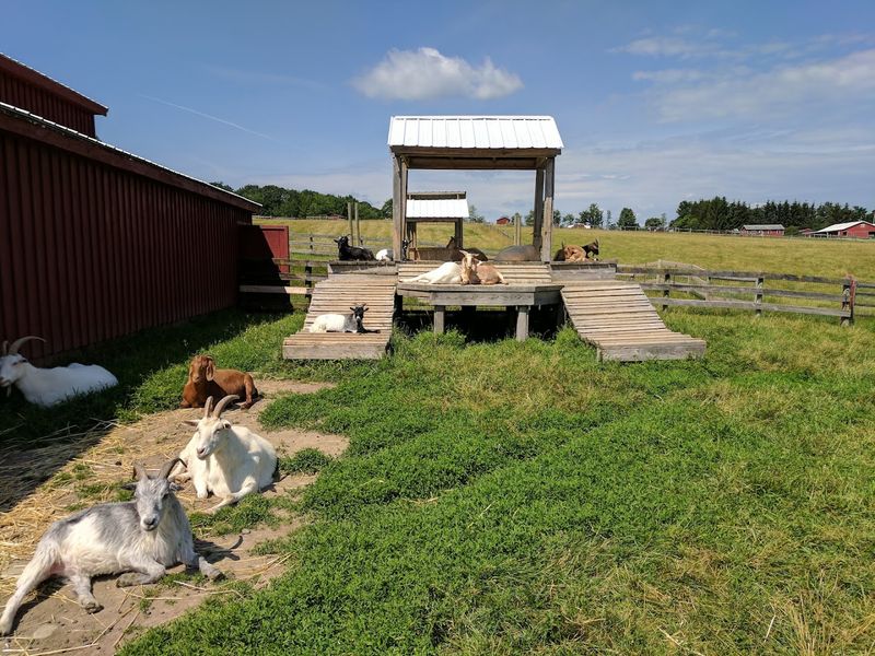 Farm Sanctuary — 3136 Aikens Rd, Watkins Glen, NY 14891