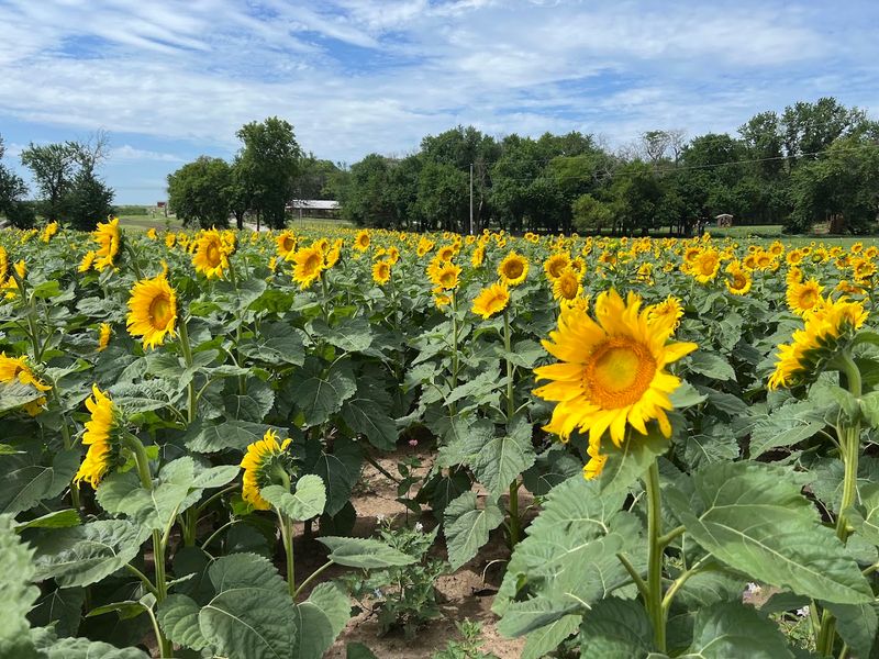 Sunflowers And U-Pick Flowers