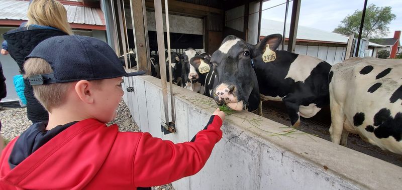 Watching Cows Get Milked Is Surprisingly Fascinating