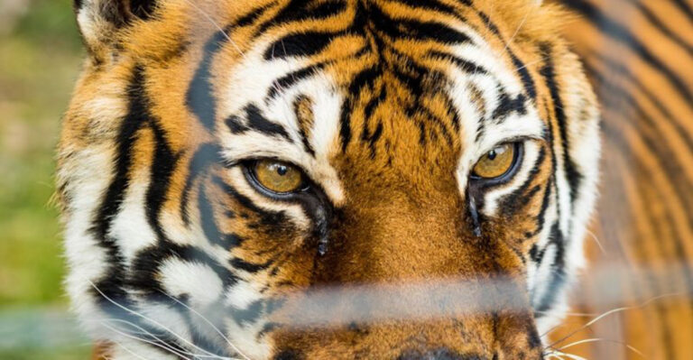 Kids Will Beg To Go Back To This Little-Known Rescue Zoo In Indiana