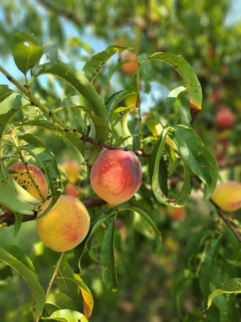 Mitcham Farms, Ruston, Louisiana