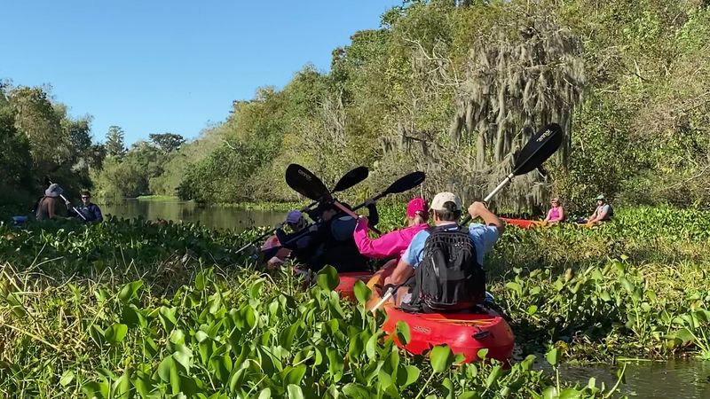 Maurepas Swamp Wildlife Management Area