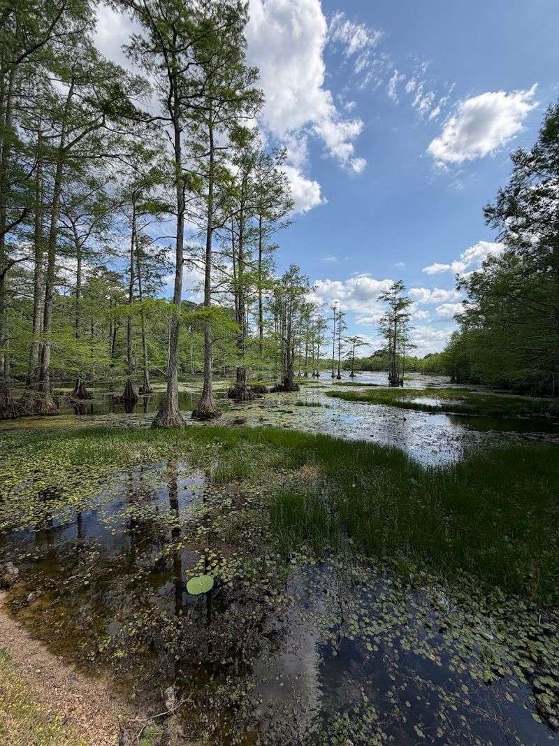 Sam D. Hamilton Noxubee National Wildlife Refuge
