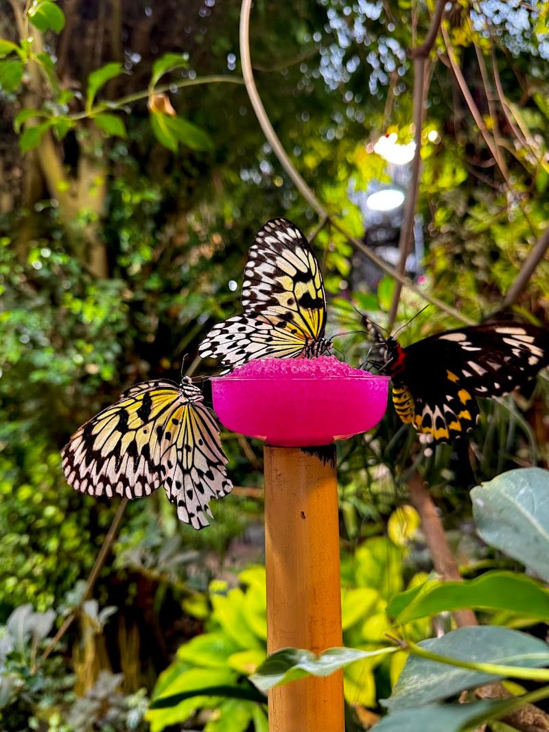 The Gentle Orchestra Of Fluttering Wings