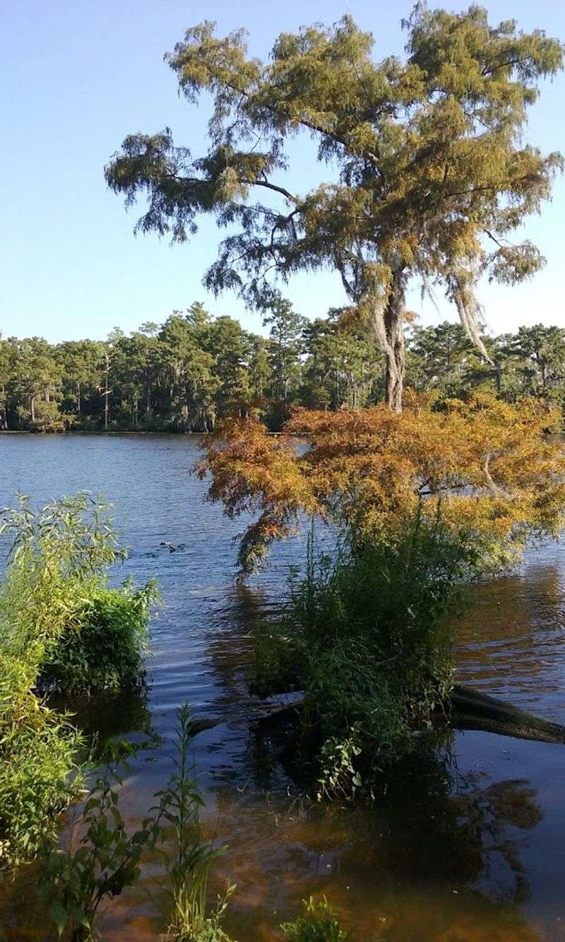 Fairview-Riverside State Park Is Pure Louisiana