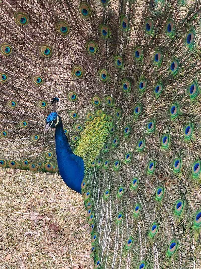Bruemmer Park Zoo