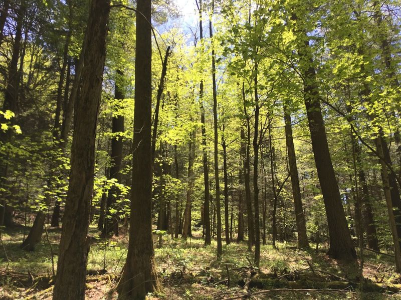 Safeguarding A Primeval Landscape