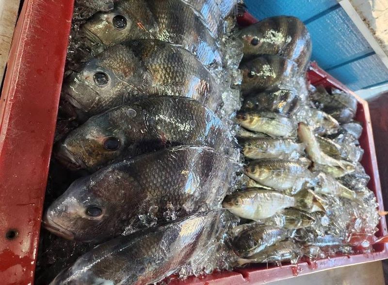 Fresh Fish Changes With The Coastal Catch
