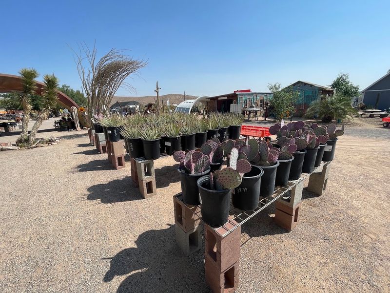 Desert Plants That Actually Thrive In Nevada Heat