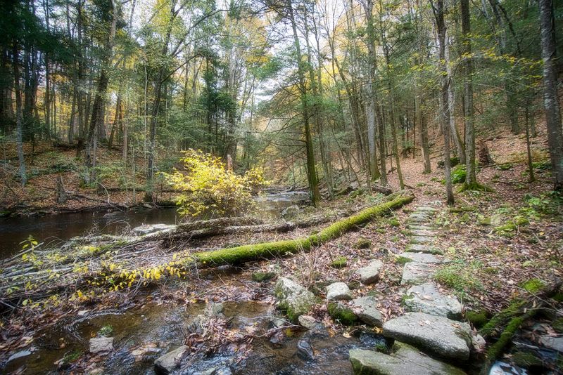 A Forest That Feels Like Another World